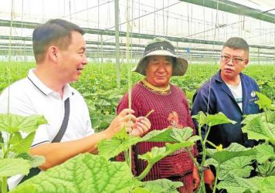 弥渡县聚力发展现代农业：产业增效 农户增收