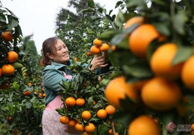 昭通水富：初冬果冻橙 鲜亮香满园