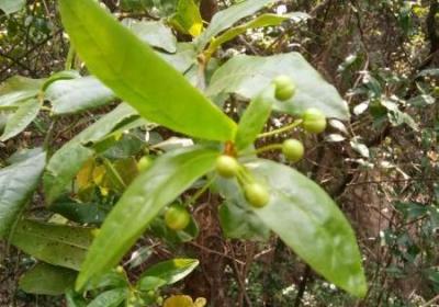 云南玉溪：“元江山柑”培育成功 助力狭域特有植物种群保护
