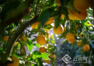 助力“云品出滇” 昆明机场上新“褚橙”