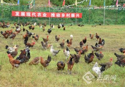 永平强“鸡”计划：一只黄焖鸡怎样炼成5亿元产业？