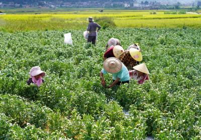 云南腾冲黄坡村：“绿豆豆”成致富“金豆豆”