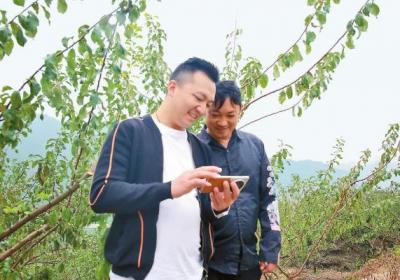 绥江县推广数字物联网技术探索数字农业发展新路径 智慧果园尽显科技范儿