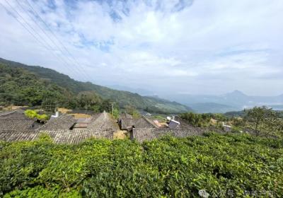 一棵茶树一年收益10多万元！芒市这棵1200多年树龄的茶树依然丰产！