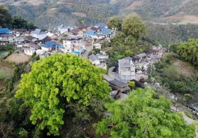 思茅港镇茨竹林村：好生态迎客来 “观鸟经济”富乡村
