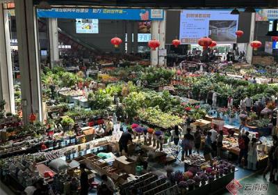 昆明斗南花卉已关联全国35万多家花店