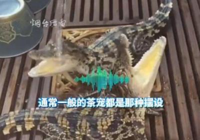 男子养2条活体mini鳄鱼当茶宠：控制好食量，就长不大