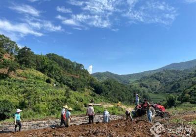 云南临翔：发展特色“小”产业 谱写振兴“大”文章