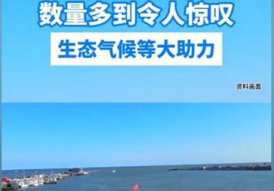 海蜇大量上市 1.5元斤有人买200斤：太香了！以前价格都在5元斤