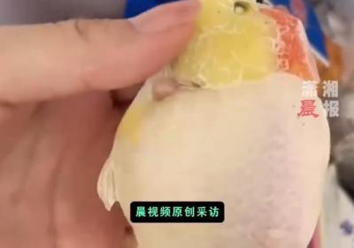 金鱼死亡后女子放冰箱冷冻纪念：想念时能够随时看到它们