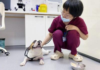瑞派明星医生：守护猫科“小患者”的新浪潮宠物行业领航者
