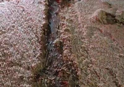 湖南一桥上蜉蝣铺天盖地如下雪 厚度达几公分