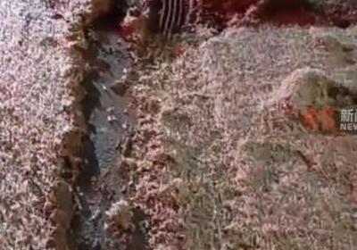 湖南一桥上蜉蝣铺天盖地如下雪 有车辆因打滑发生事故