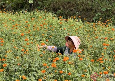 云南金平铜厂乡：万寿菊喜获丰收 绽放致富“黄金花”