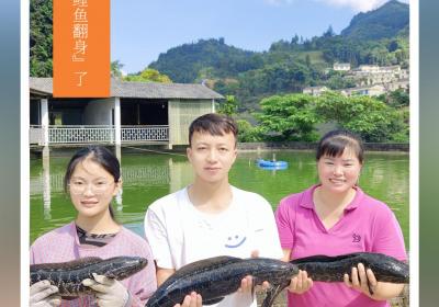 小山村“鲤鱼翻身”了 ｜在云南样样好
