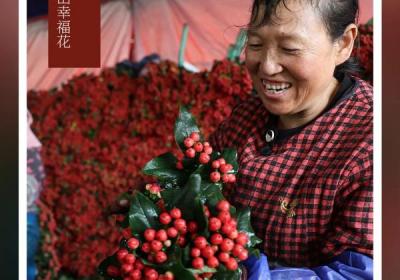 火龙珠开出幸福花！｜在云南样样好