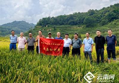 国家科技特派团红河团助力农业高质量发展