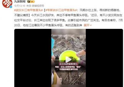 武汉长江边甲鱼冒头 专家谈甲鱼冒头原因：汛期水位上涨，寻找新的栖息地