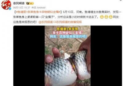 草鱼身卡异物疑似金镯：应该是小的时候就卡进去