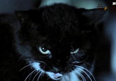 猫脸老太太事件， 真的有猫脸老太太吗事情真相是怎样的