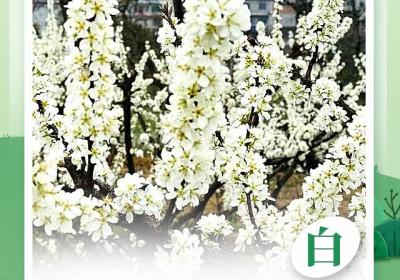 【多彩贵州·花漾中国】春天在贵州打翻了调色盘